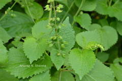 Plectranthus mollis